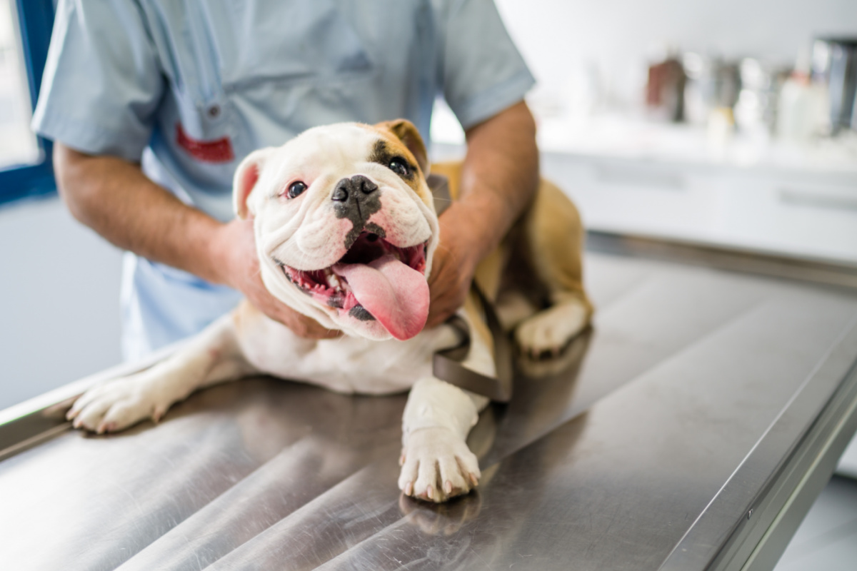 happy dog in vet practice